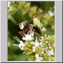 Physocephala rufipes - Dickkopffliege 10.jpg